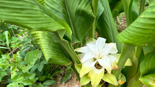 ウコンの花が咲きました！